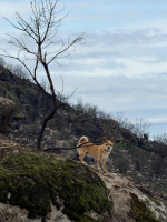 Apco F3, 22, 2023, (90-190kg), 15h