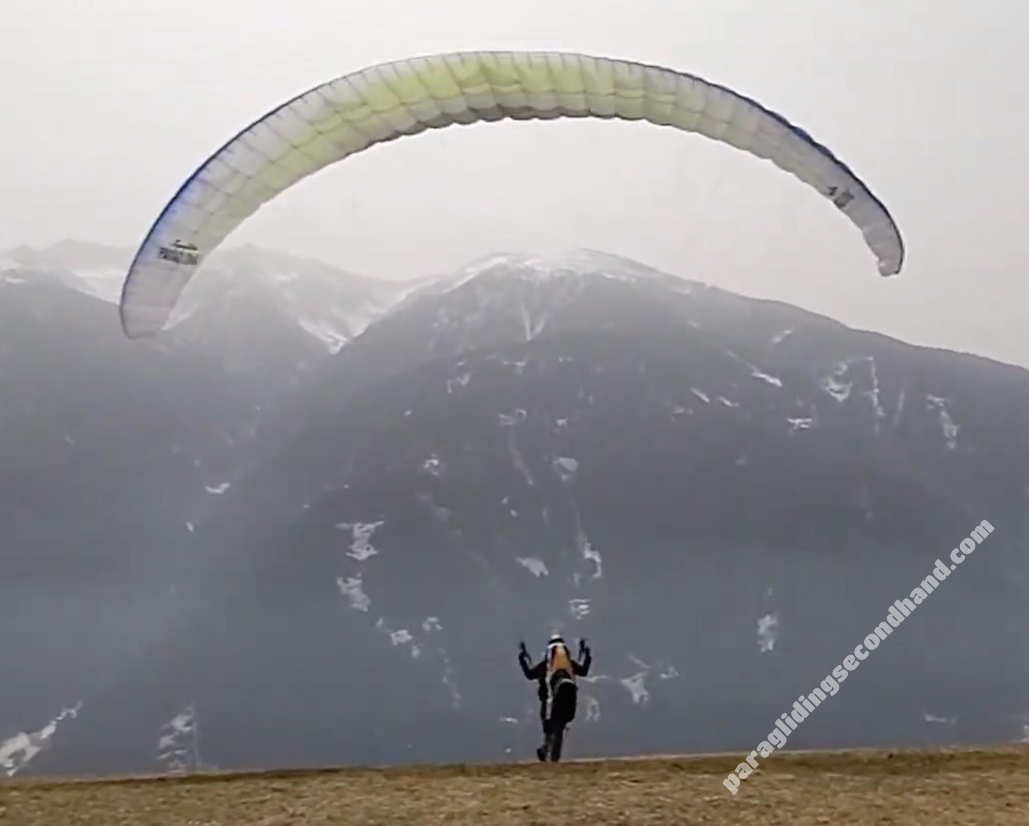Papillon Raqoon, S, 2021, (60-95kg), 25h