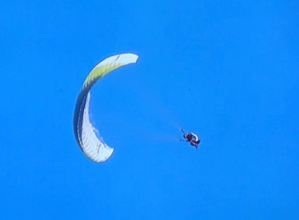 Papillon Raqoon, S, 2021, (60-95kg), 25h