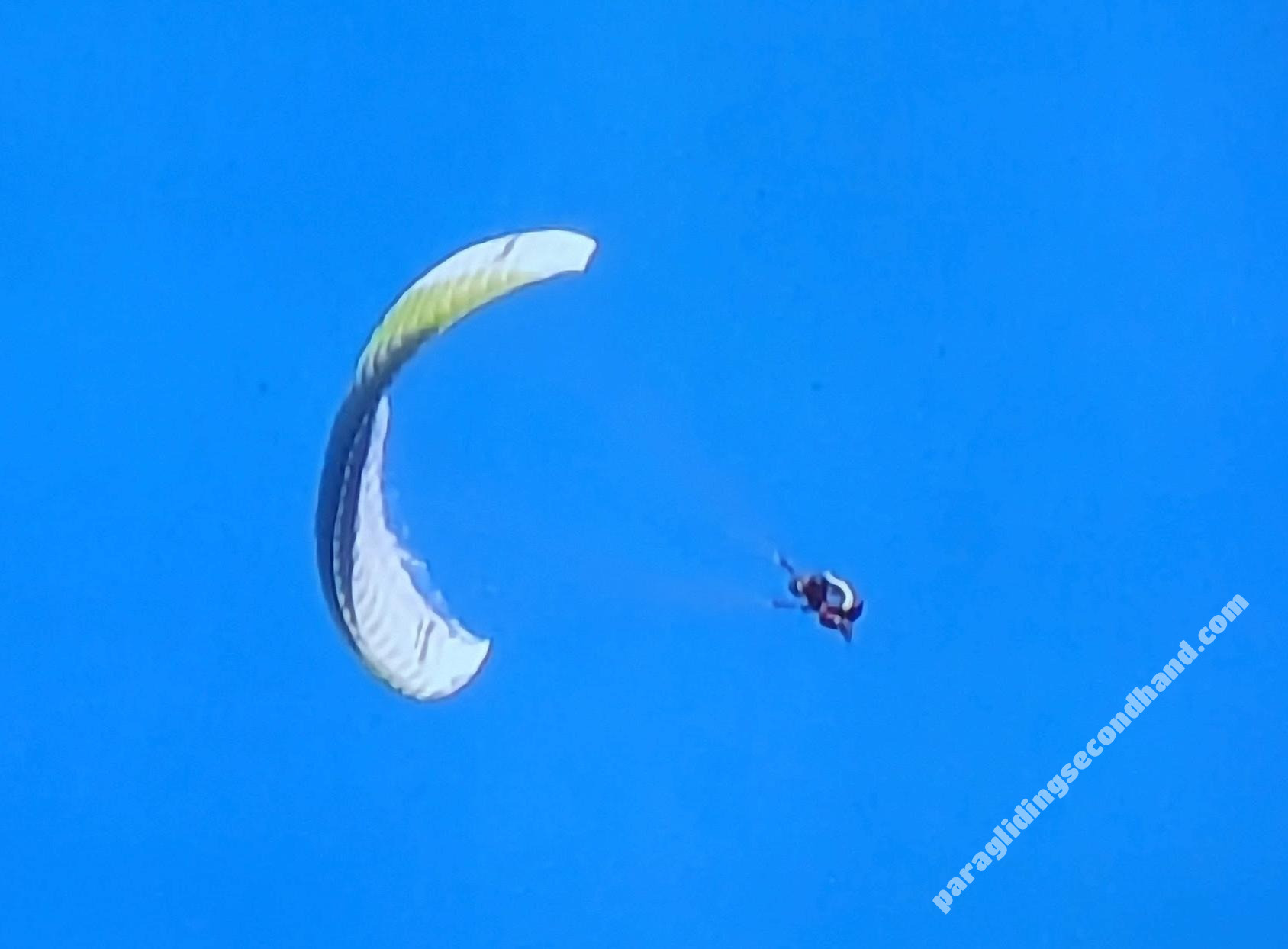 Papillon Raqoon, S, 2021, (60-95kg), 25h - Изображение 4