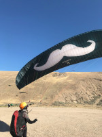 Flare Moustache, 15, 2022, (60-80kg), 38h