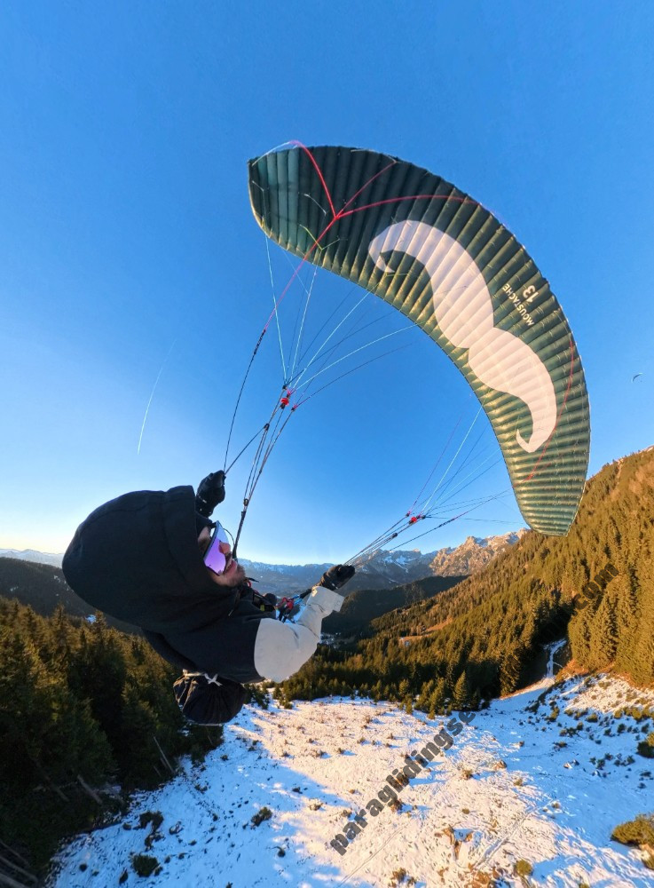 Flare Moustache, 13, 2024, (50-120kg), 8h - Image 3