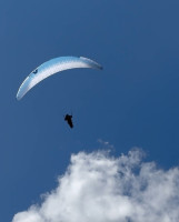 Skywalk sage, 95, 2026, (75-95kg), 40h