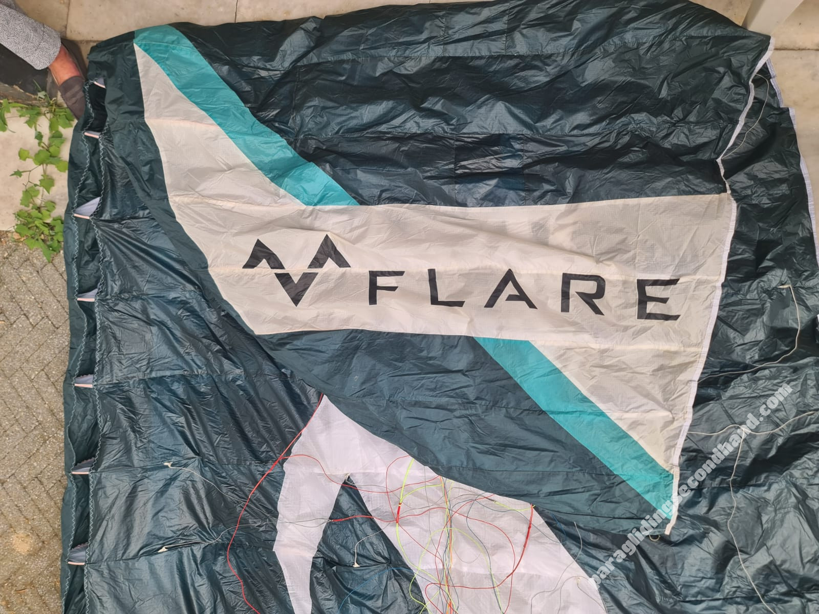 Flare Moustache, 18, 2023, (60-96kg), 30h - Image 5