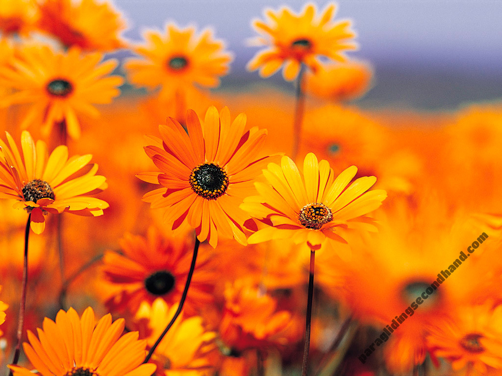 Woody Valley GTO 2 light, M,