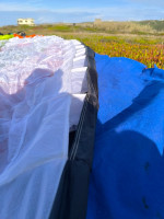 Sky Fujin, 25 m2, 2025, (60-202kg), 20h