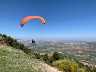 Ozone Buzz z6, S, 2020, (70-84kg), 50h