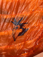 Little Cloud Kagoo2, 16, 2023, (60-120kg), 5h